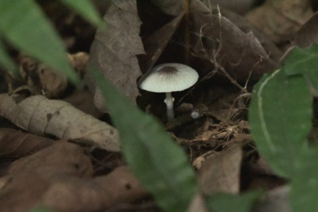 落ち葉の隙間に生えたキノコ