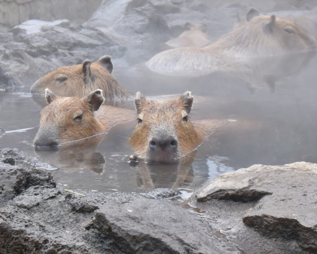 温泉に浸かるカピバラ