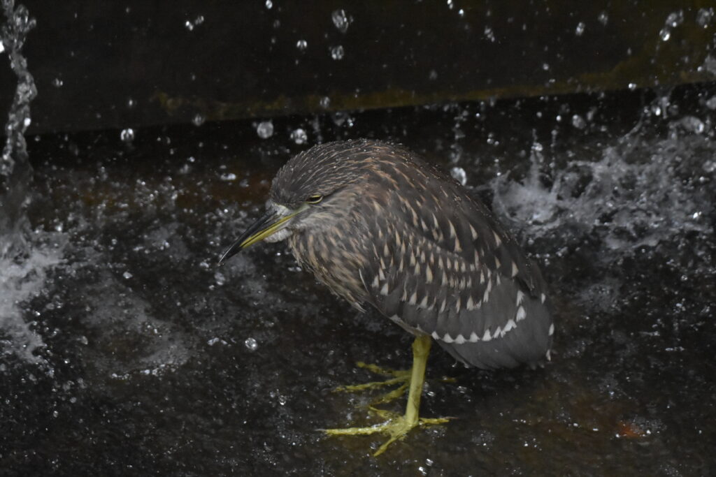 水が落ちる場所にたたずむゴイサギ幼鳥