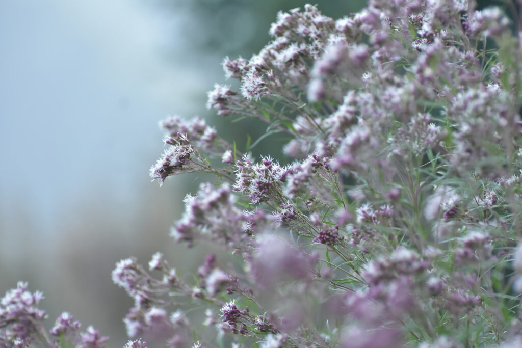 紫の花