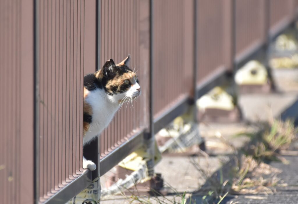 柵から顔を出す三毛猫