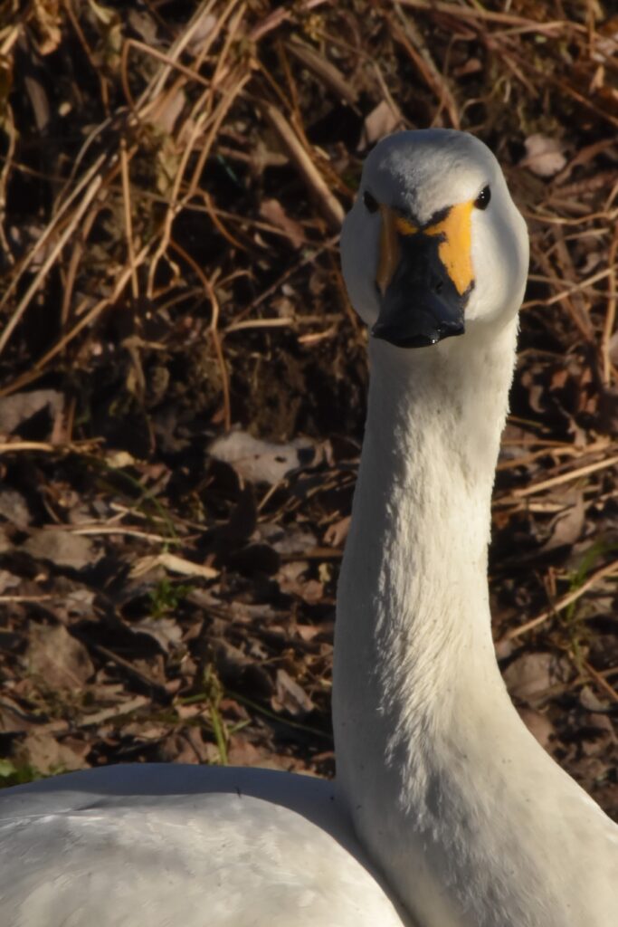こちらを睨み付ける白鳥