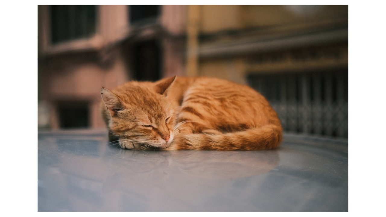 丸くなって眠るネコ