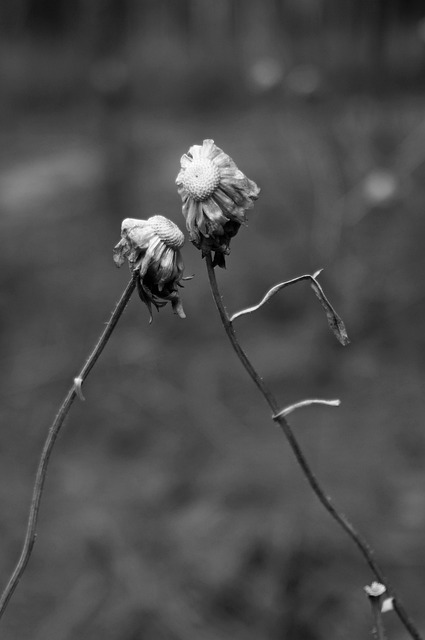 枯れた二輪の花