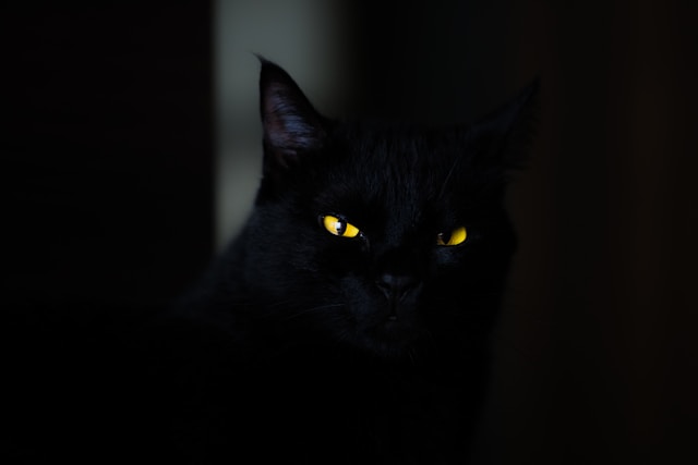 闇に浮かぶ黒猫の金色の目