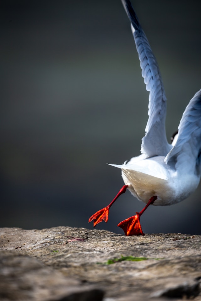 飛び立つ鳥の後ろ姿