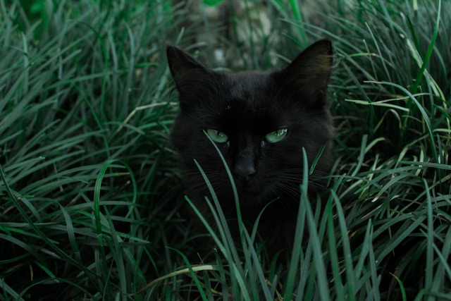 茂みの中の黒猫