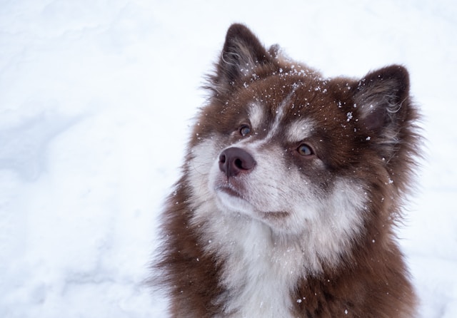 雪の中にたたずむ犬