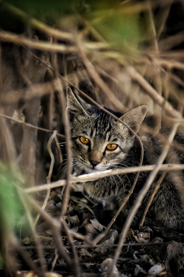 枯れ木の間から覗く猫