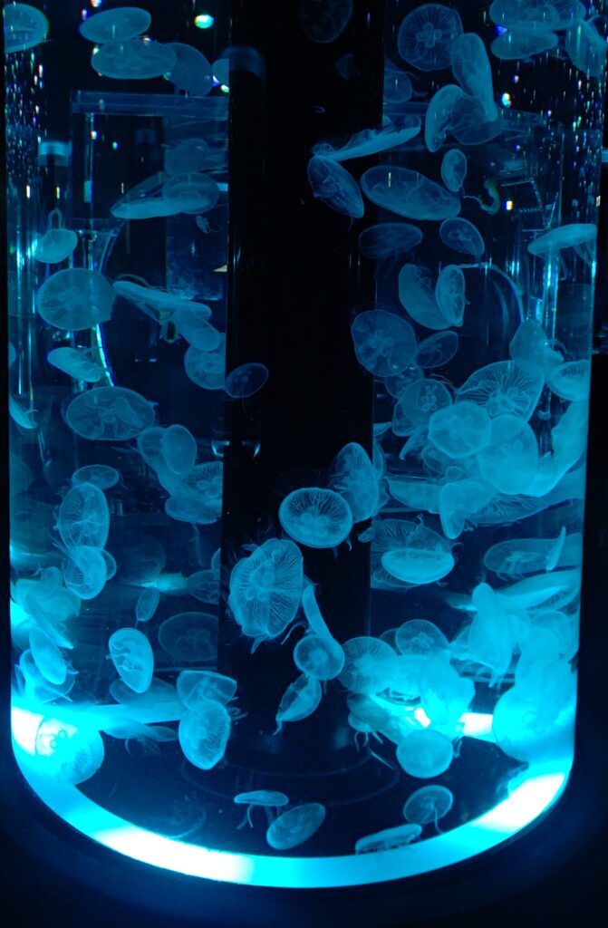無数のクラゲの水槽