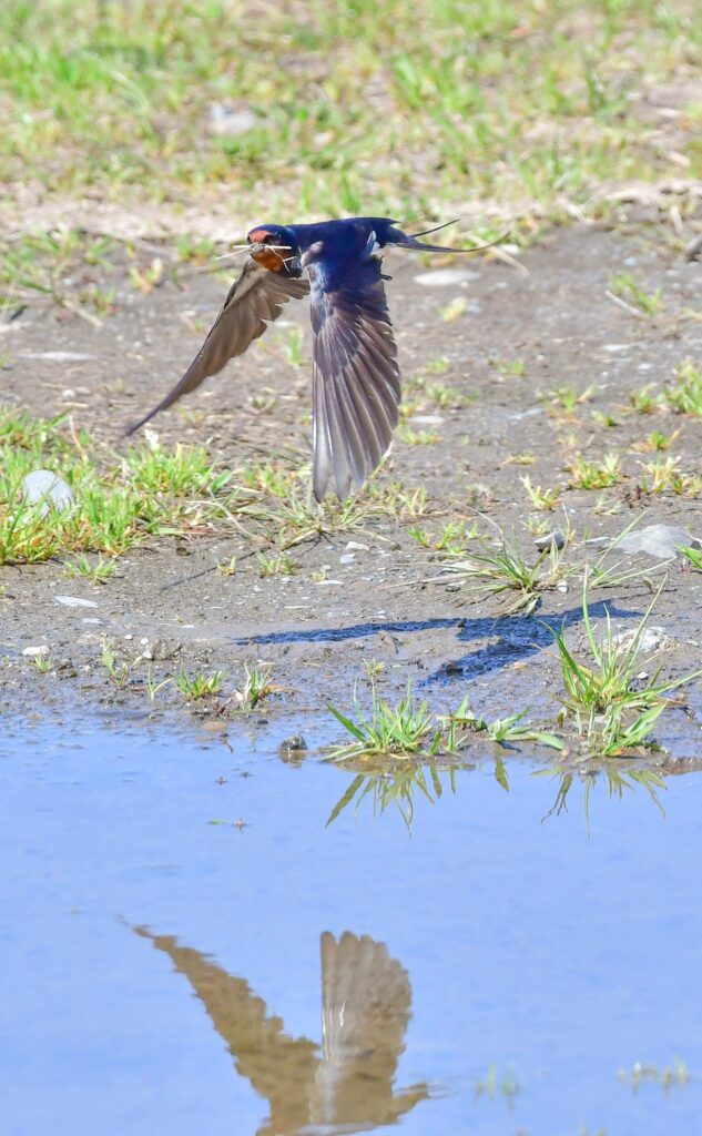 草を加えて飛ぶツバメ