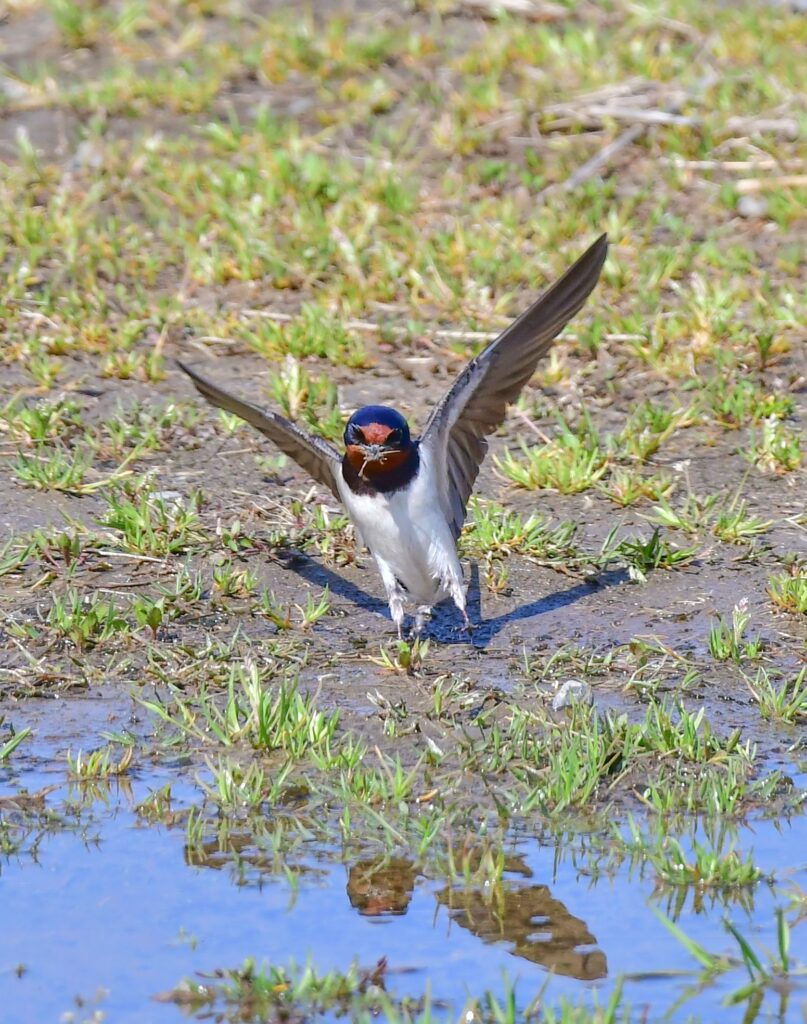 泥を加えて飛び立つツバメ