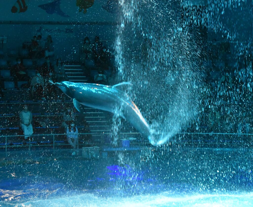 水しぶきをあげてジャンプしているイルカ