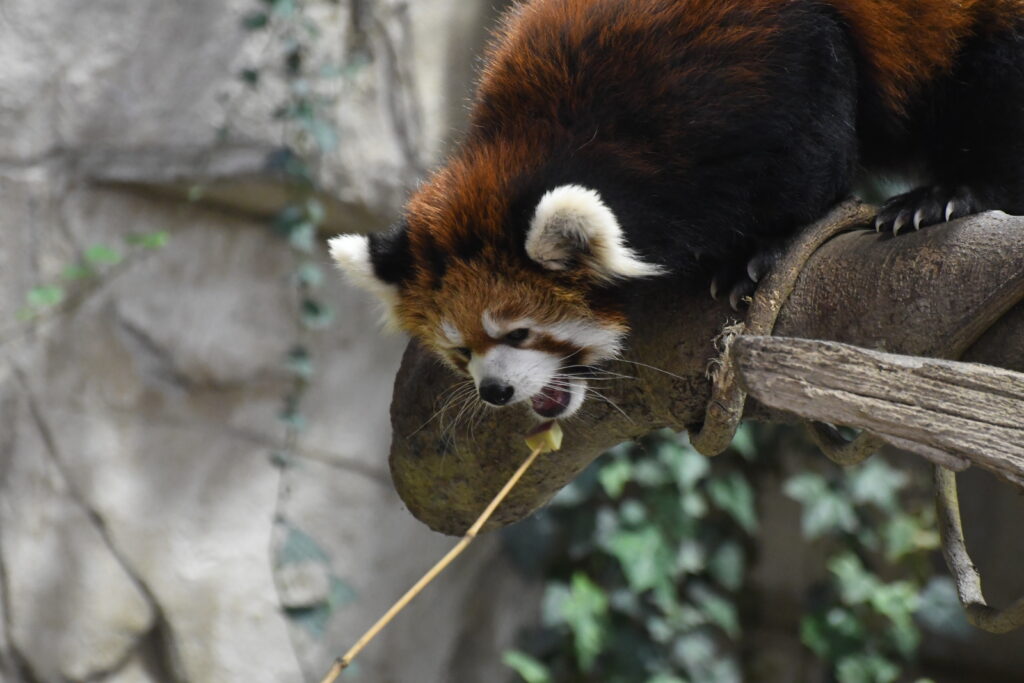 餌を食べようとするレッサーパンダ