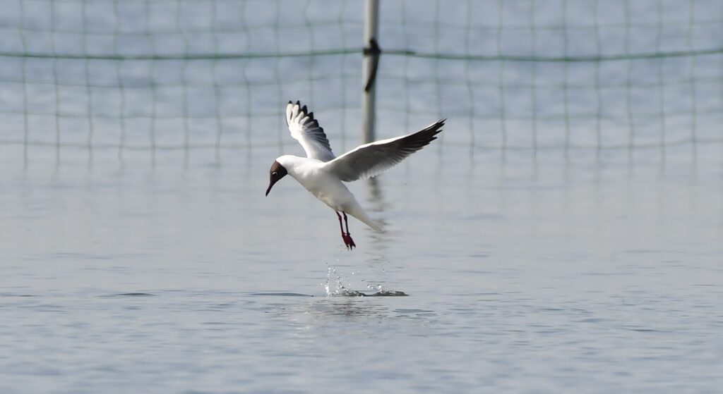 水面から飛び立つユリカモメ