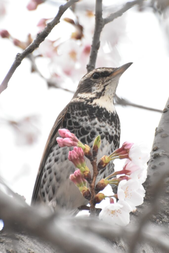 ツグミと桜