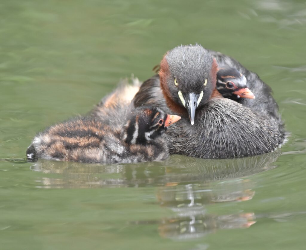 水面上のカイツブリの親子