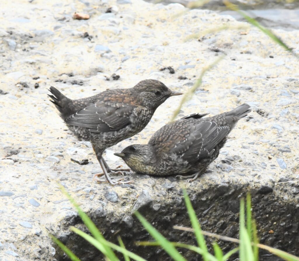 二羽のカワガラスの幼鳥