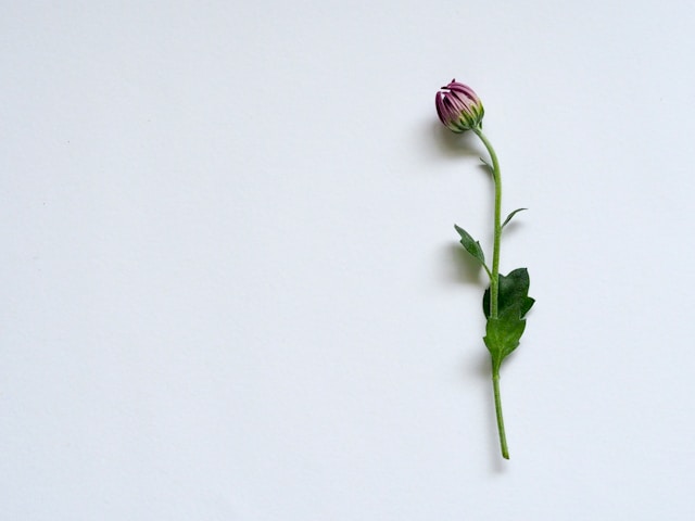 つぼみの状態の一輪の花