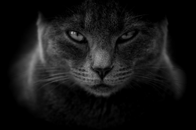 暗闇で睨む黒猫