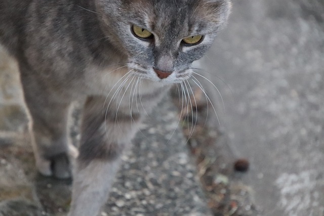 怒った表情の猫