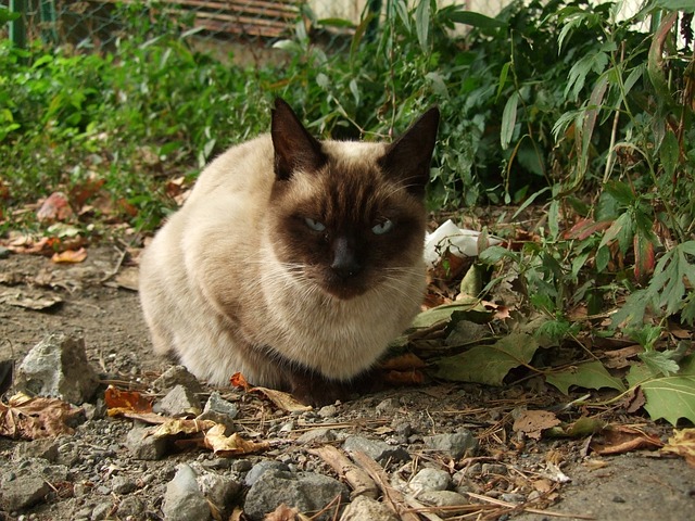 うずくまって睨み付けるシャム猫