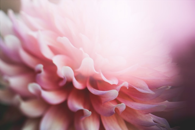 拡大したピンクの花の花びら