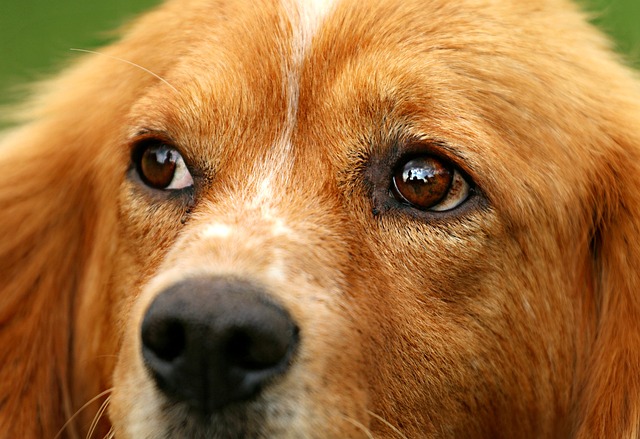 悲しげな目をした犬
