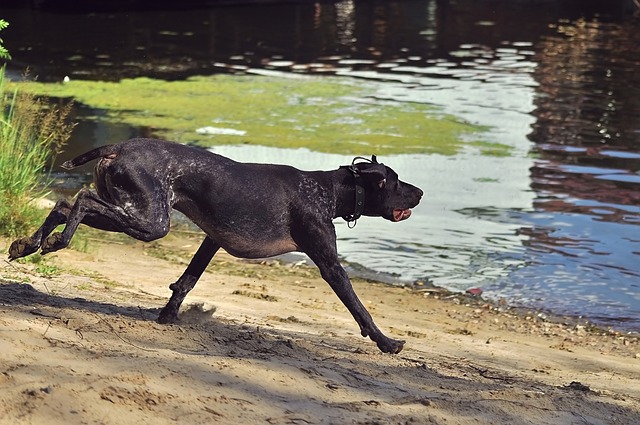 走っている黒い犬