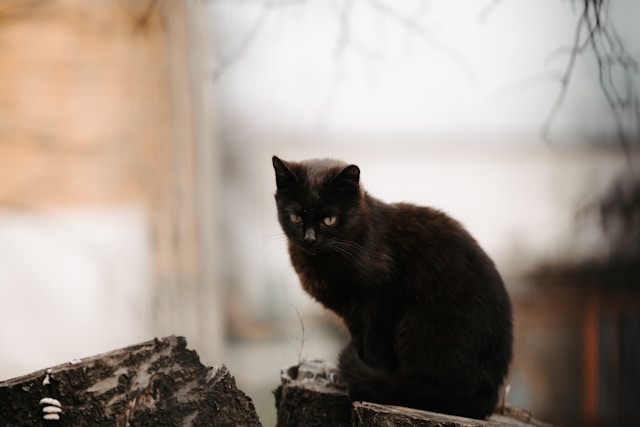 睨み付ける黒猫