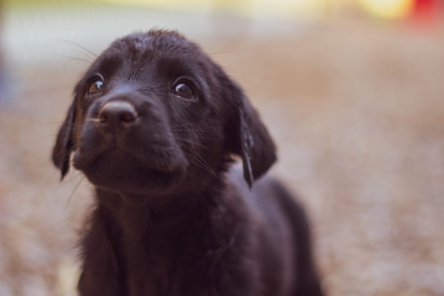 見上げる黒い子犬