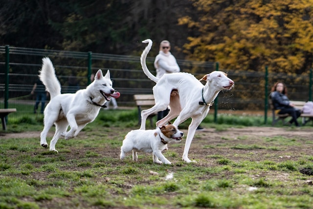 走っている三匹の白い犬