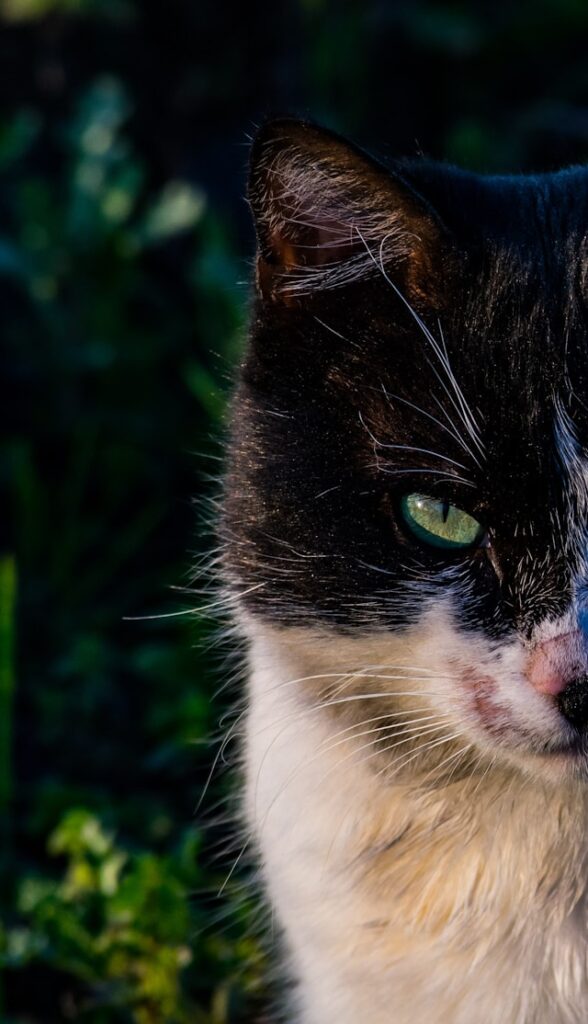 こちらを睨み付ける猫