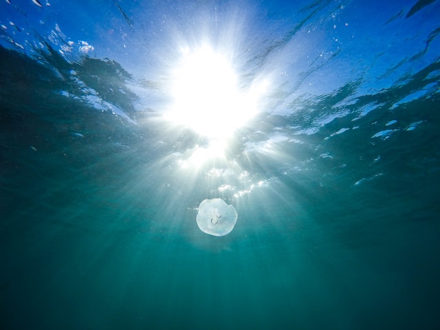 水中を漂うクラゲと差し込む太陽の光