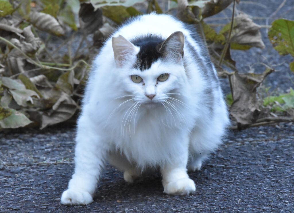 こちらを睨み付ける猫