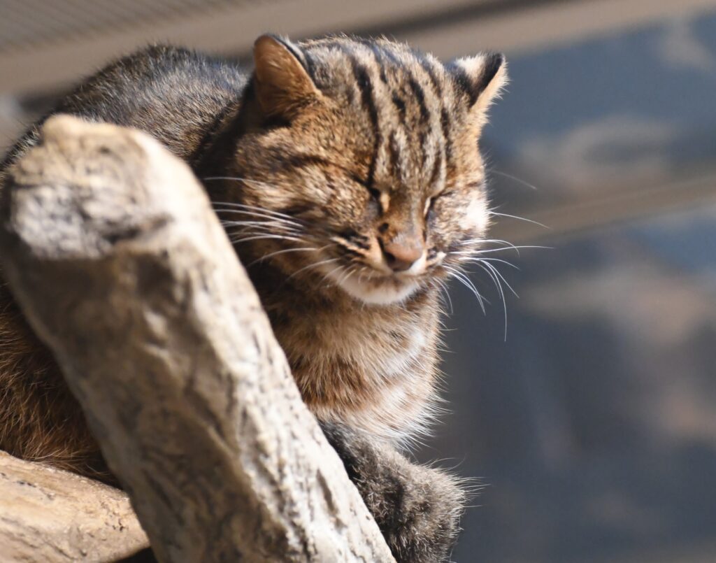 目を閉じた猫