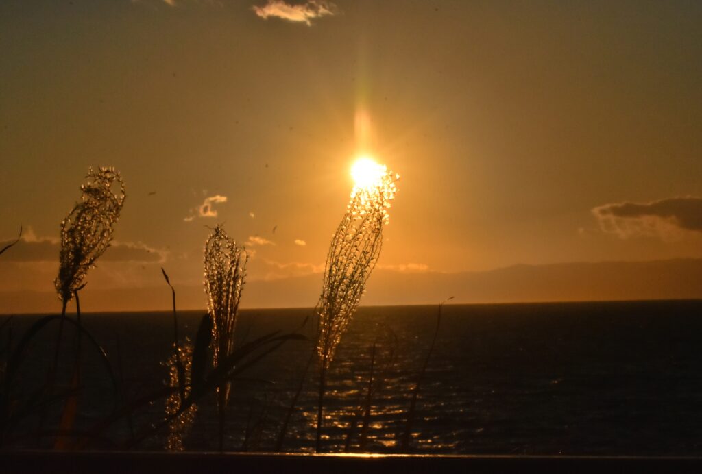 すすきの先端に重なる夕焼けの太陽