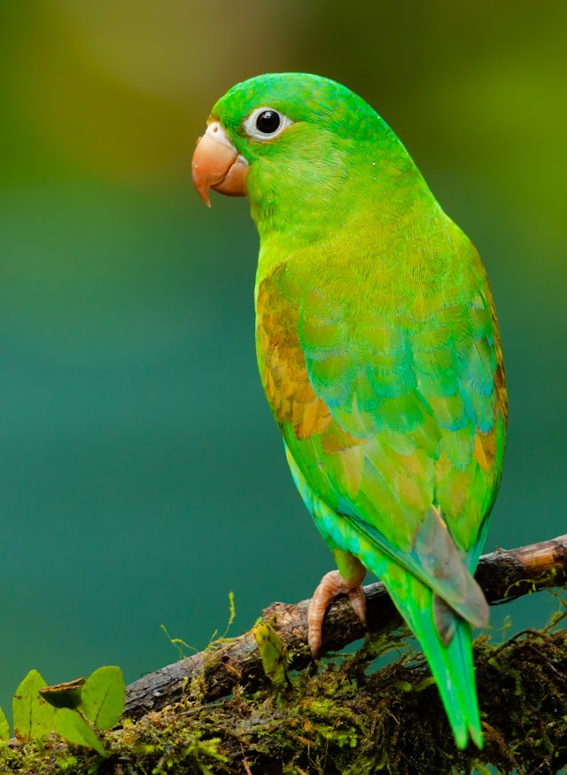 鮮やかな緑のインコ