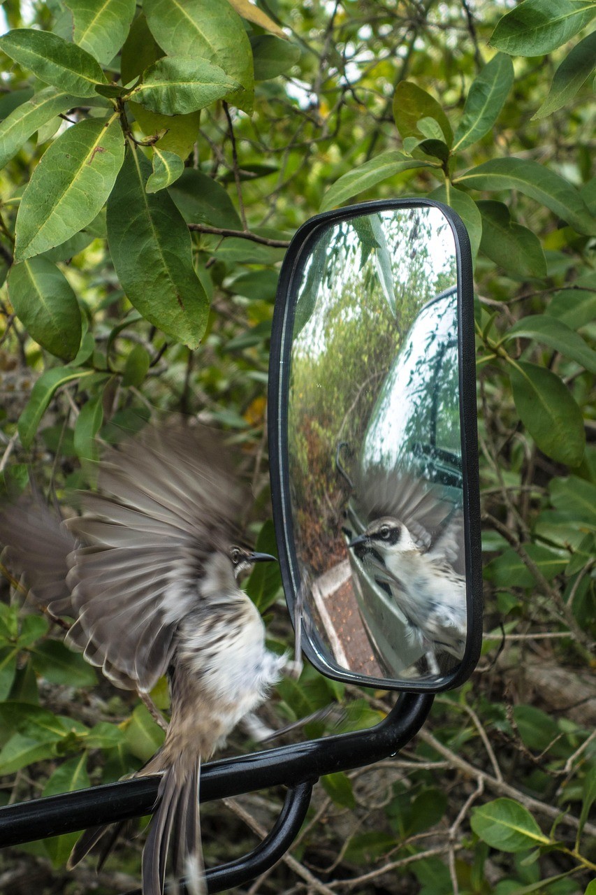 鏡に映った自分を攻撃する鳥