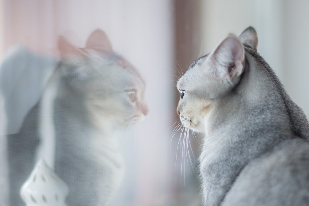 窓に映る猫