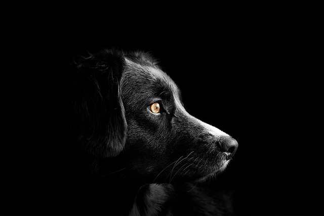 犬の横顔
