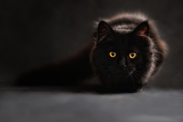 金色の目の黒猫