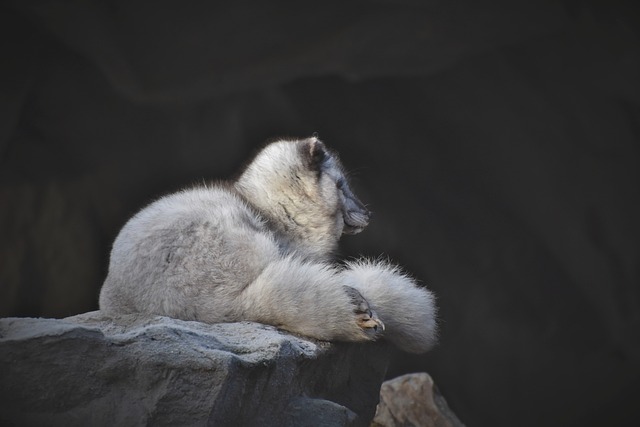 毛並みの綺麗なギンギツネ