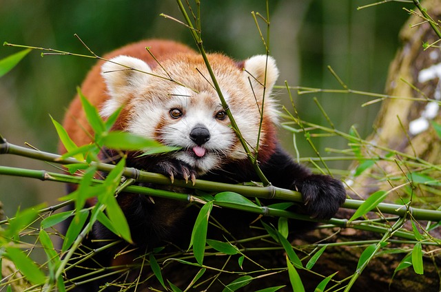 舌を出したレッサーパンダ