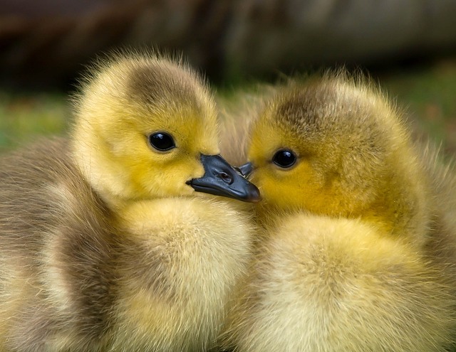 ふわふわのひよこ