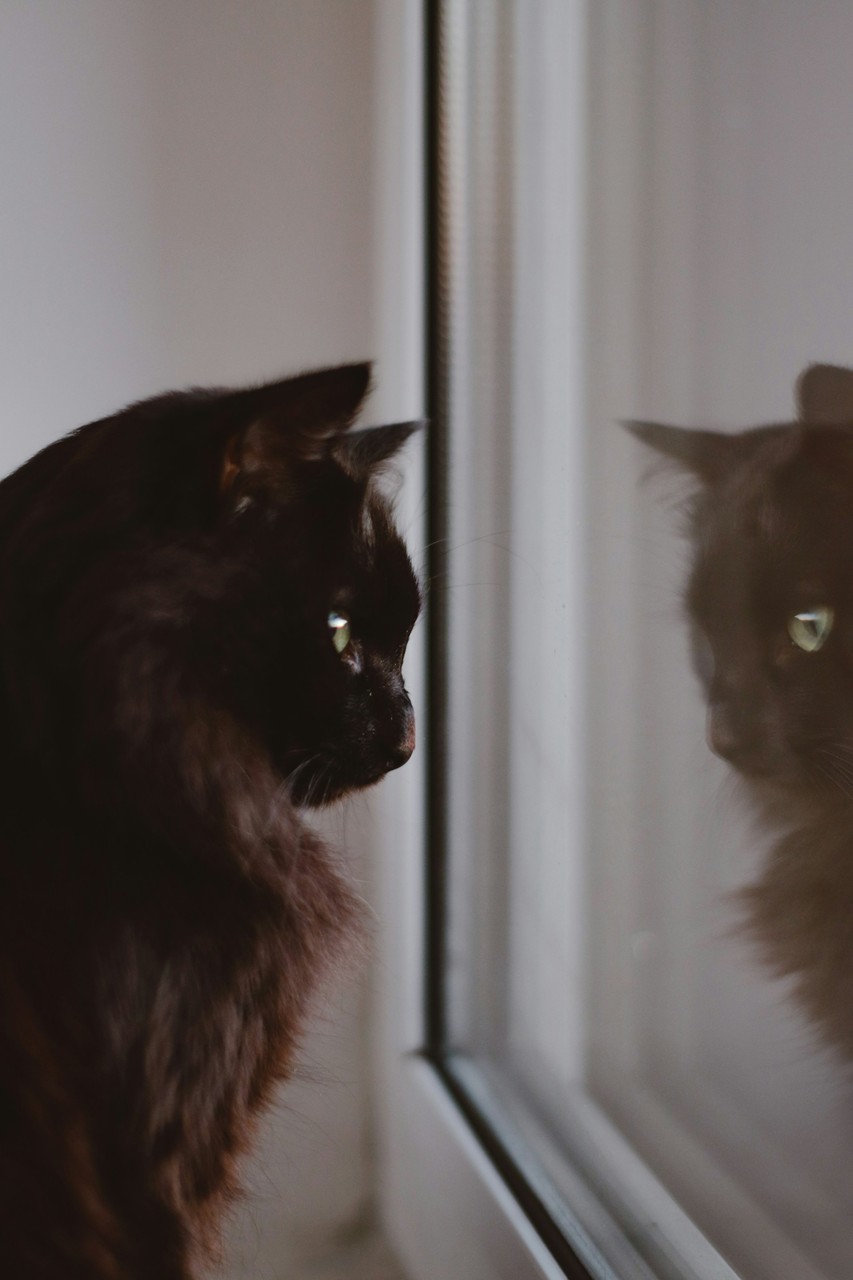 黒猫が窓に映った自分の姿を見ている