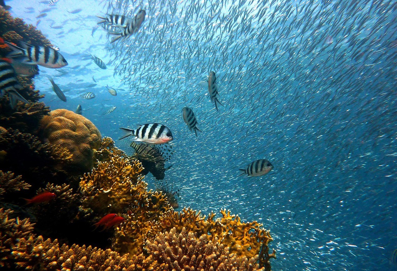 海の中の魚の群れ
