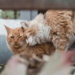 モテるために必要なのは「たった１つ」の条件 ―自己肯定感が運命を変える理由―