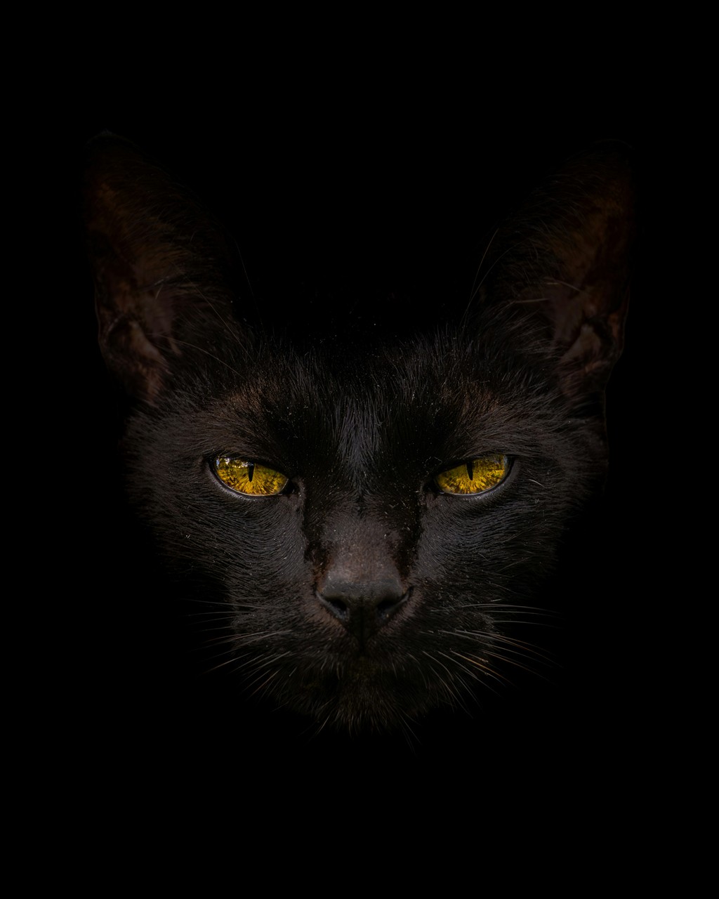 暗闇の中で睨む黒猫