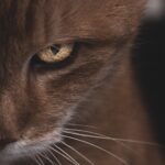 怒りを鎮める方法｜攻撃性や復讐心を手放して心を穏やかにする心理学